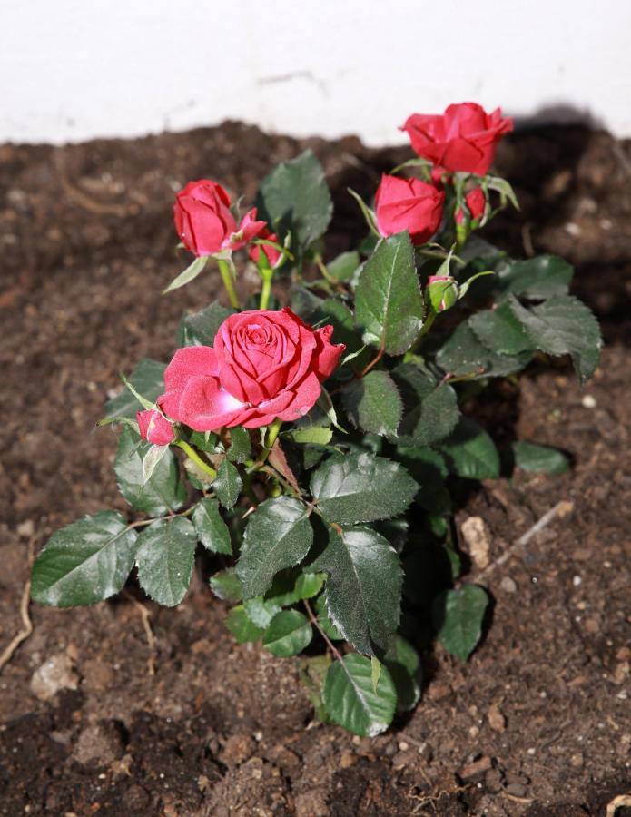 B&B La La Rose Piedimonte San Germano Экстерьер фото